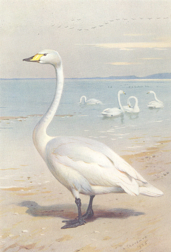 BRITISH BIRDS. Whooper Swan. THORBURN 1926 old vintage print picture